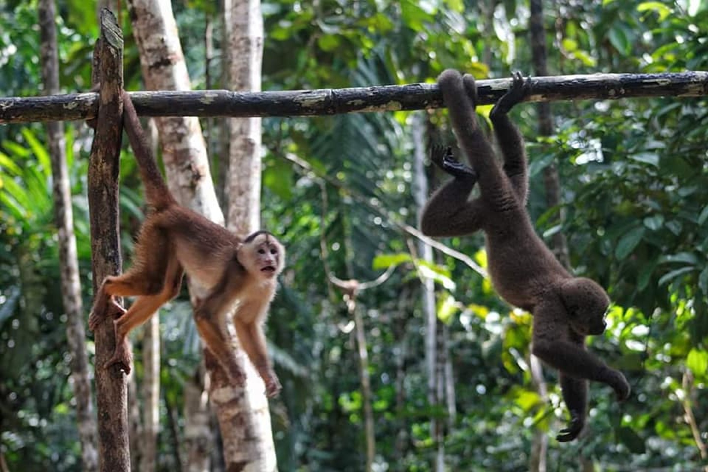 3.1. Peluche de Mono churuco (Lagothrix lagotricha) de la Región Amazonía, hecho a mano I-1