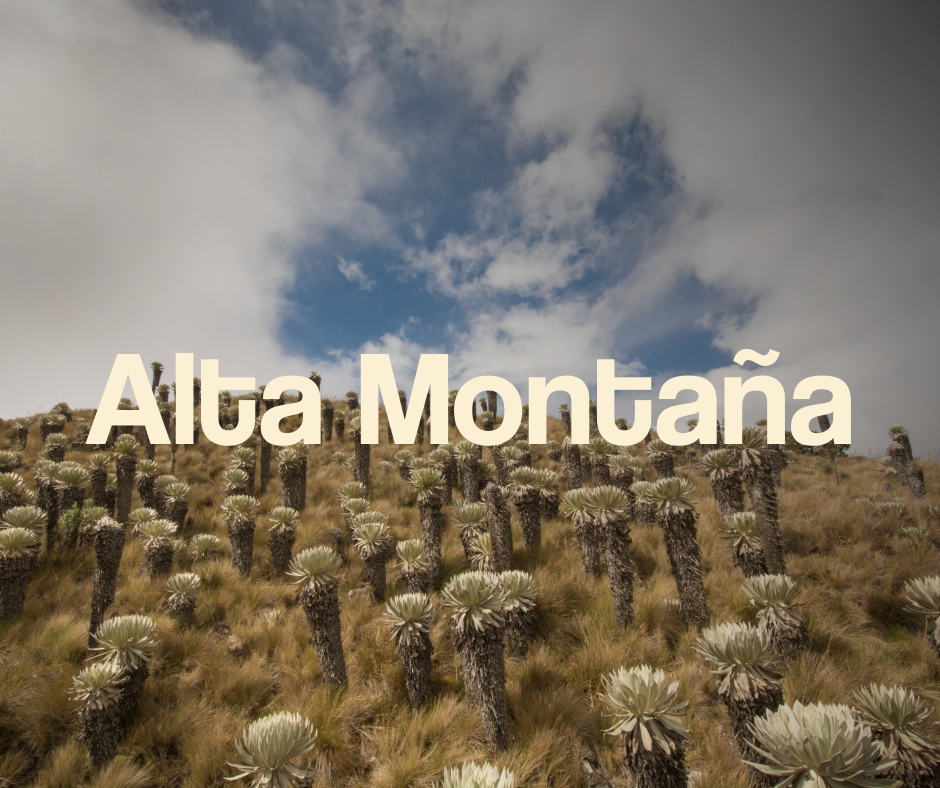 MONTAÑA