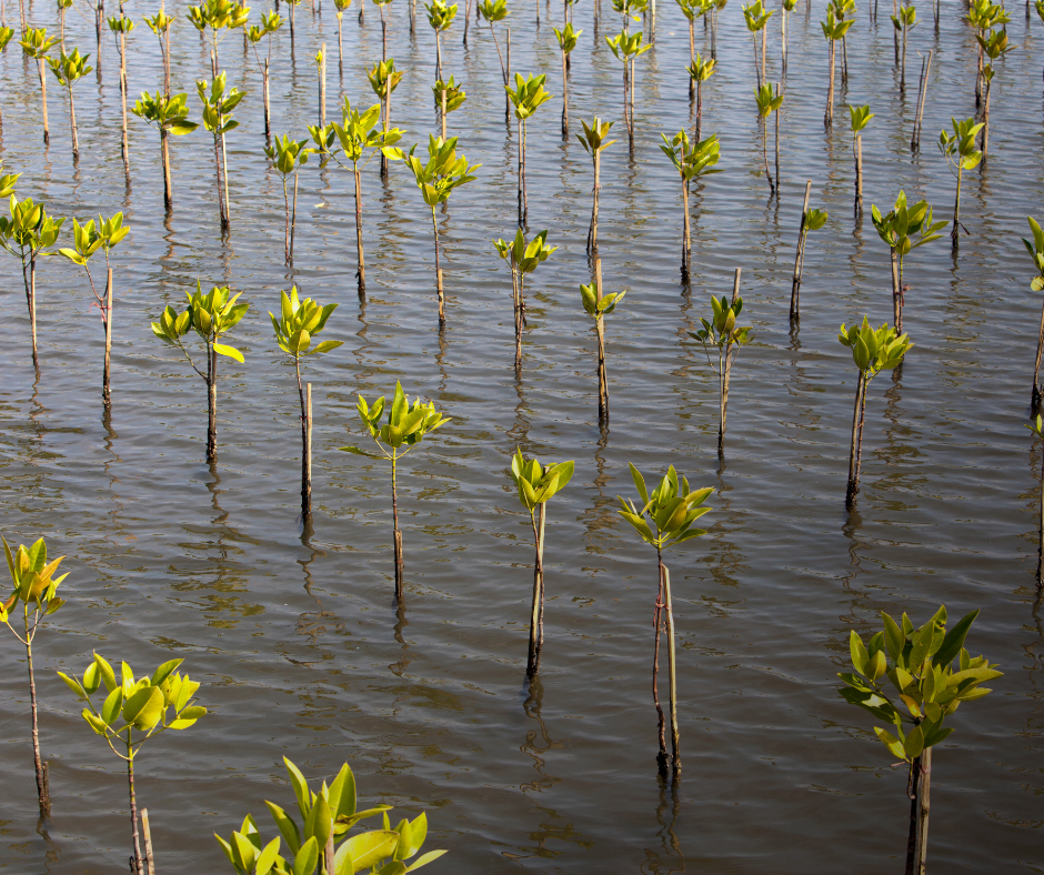 Plantación de manglares de bauen project en el chocó