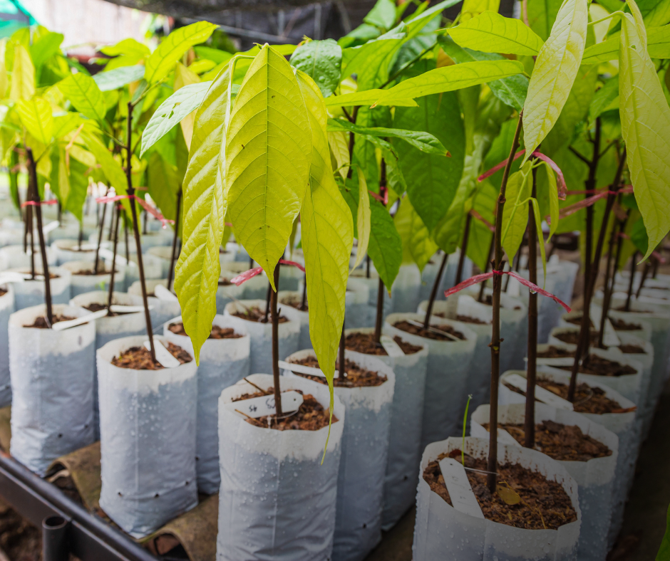 Vivero de castaños en el Amazonas