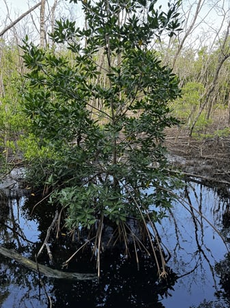 Madre Manglar, La Barra, PNN Uramba Bahía Málaga · Valle del Cauca
