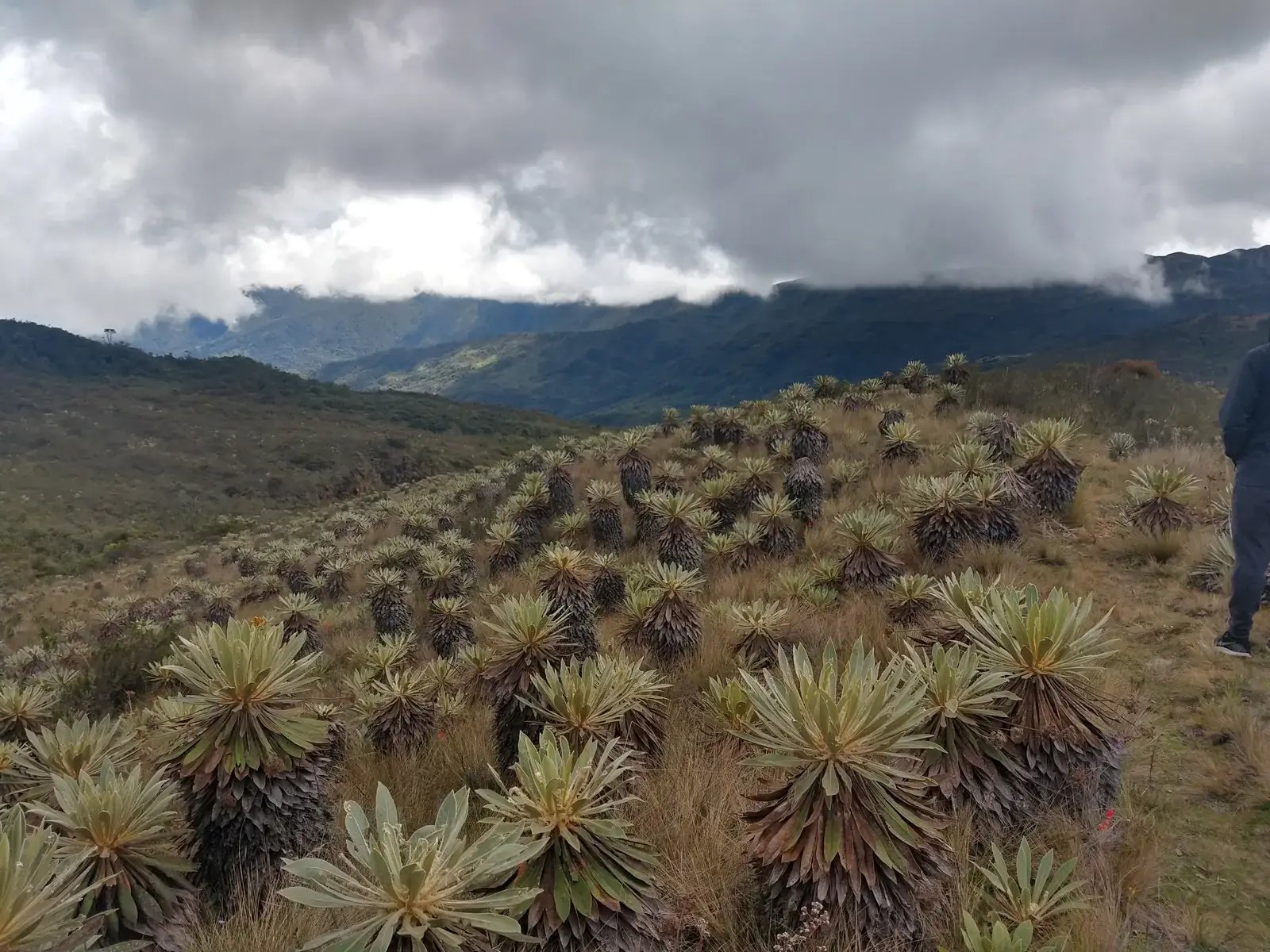 Valle de frailejones en el páramo