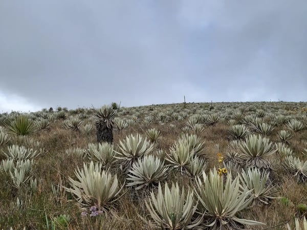 Frailejones para Santurbán, Mutiscua · Norte de Santander