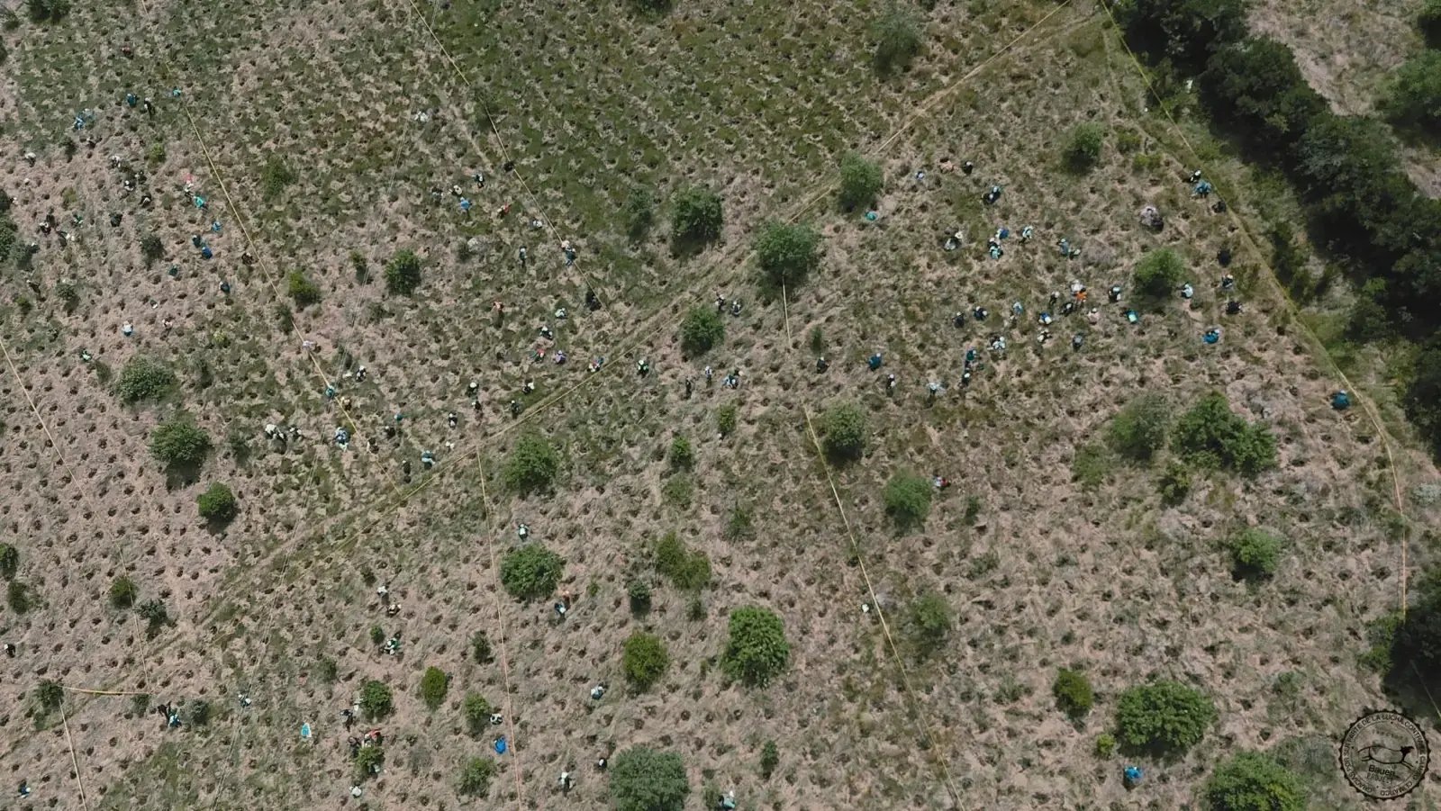 Parcela de restauración en El Prado vista desde dron
