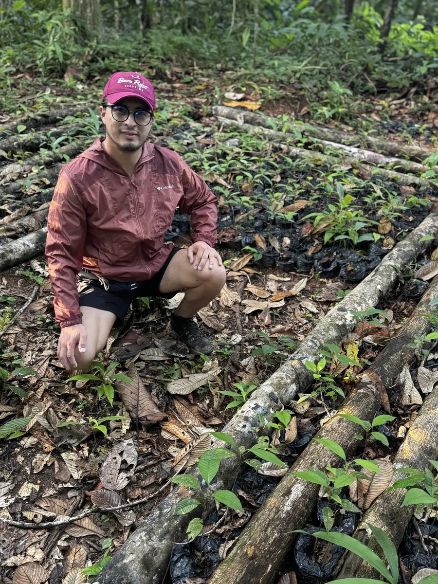 Manos siembran una plántula en la Amazonía