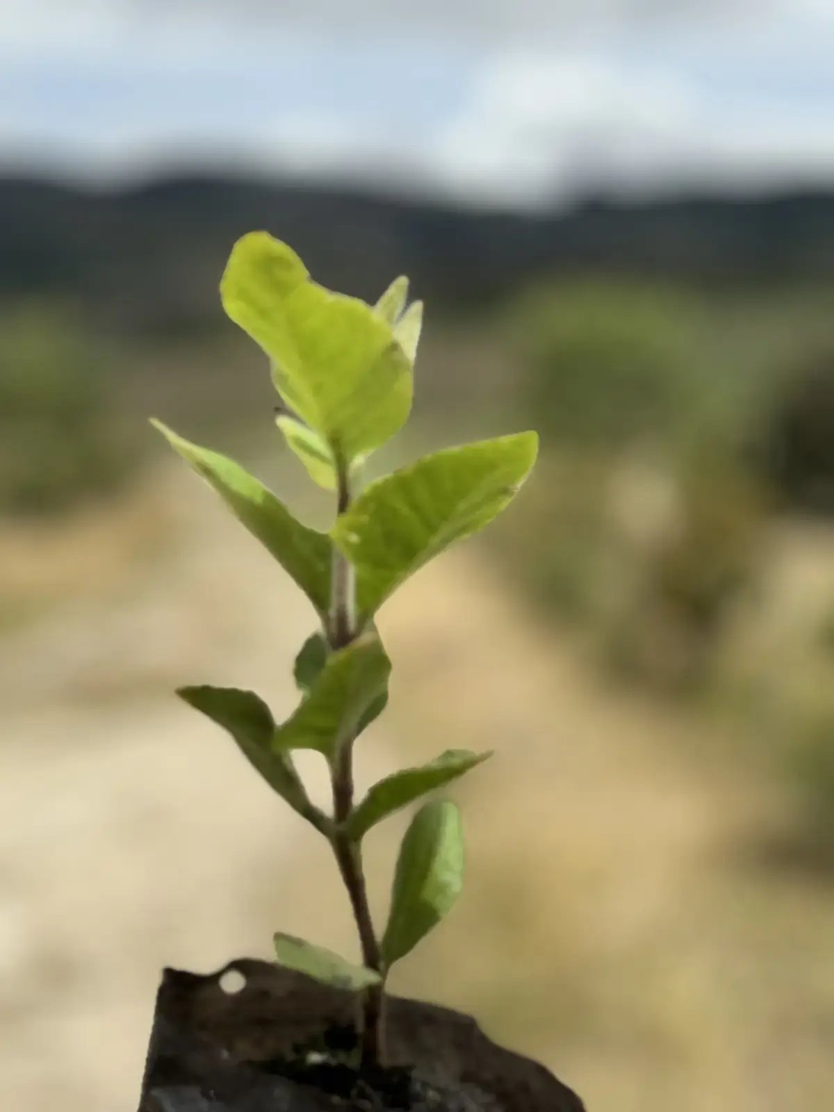 Plántula nativa recién sembrada