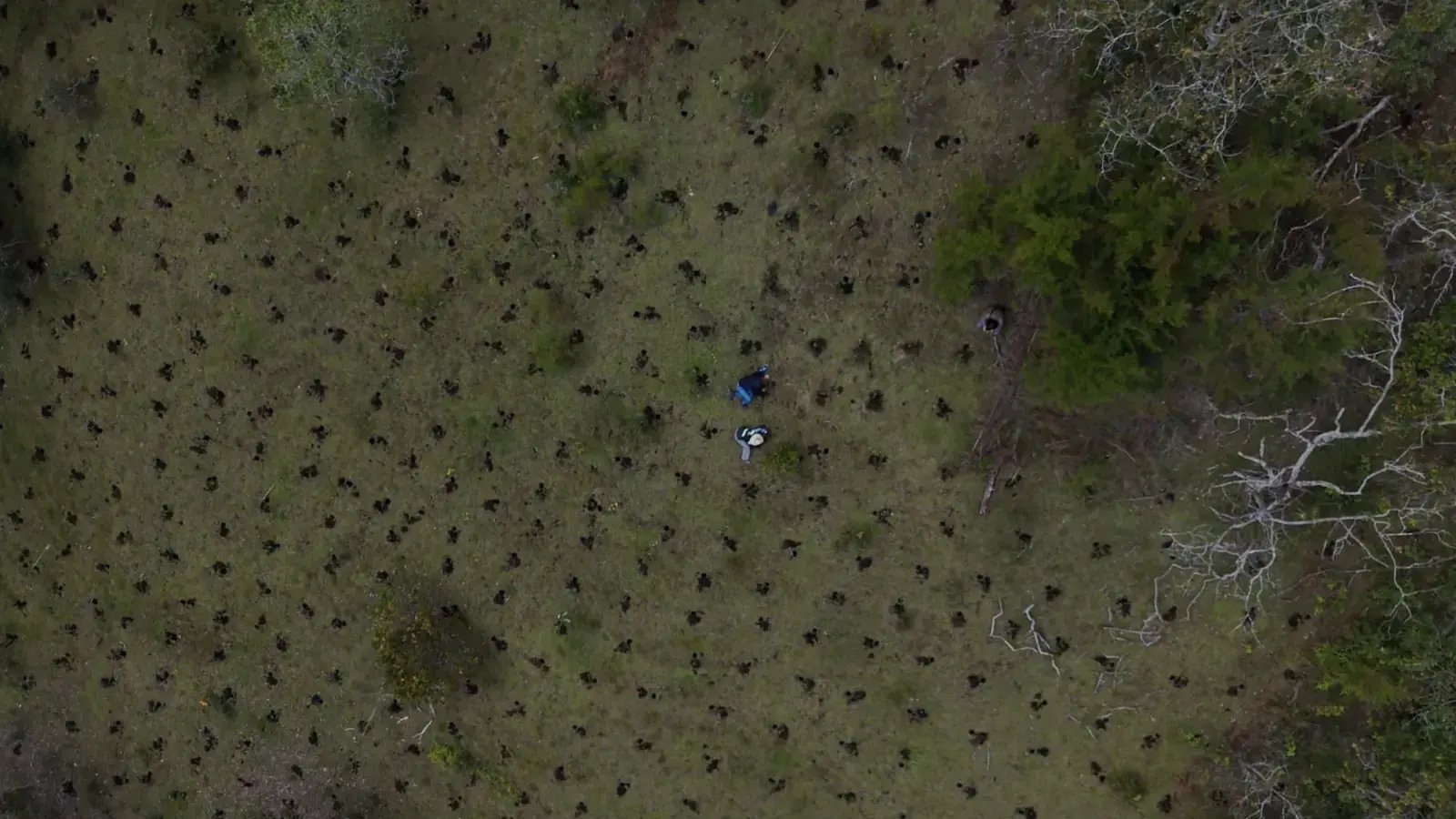 Área de Vida sembrada vista desde dron