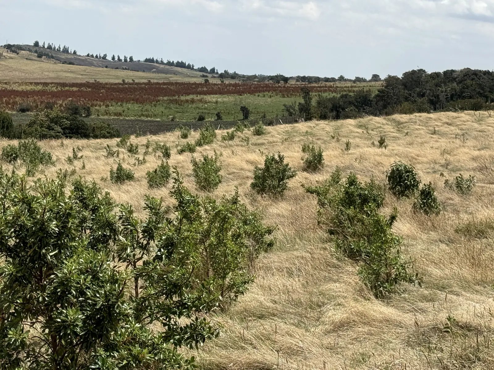 Bosque joven creciendo en un Área de Vida