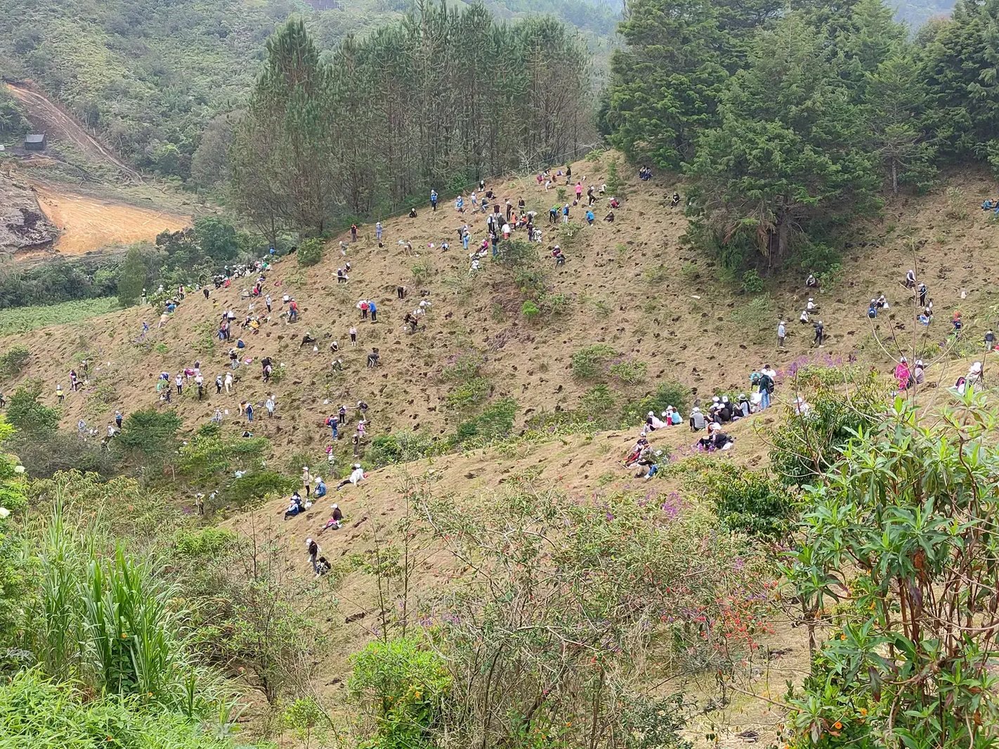 Cientos de personas siembran árboles nativos en una ladera andina
