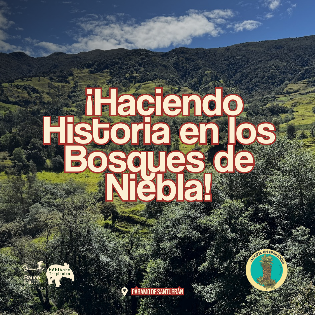 restauración de bosques de niebla por bauen project