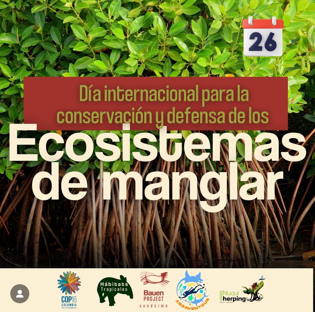 Conservación y defensas de los ecosistemas de manglar por bauen project