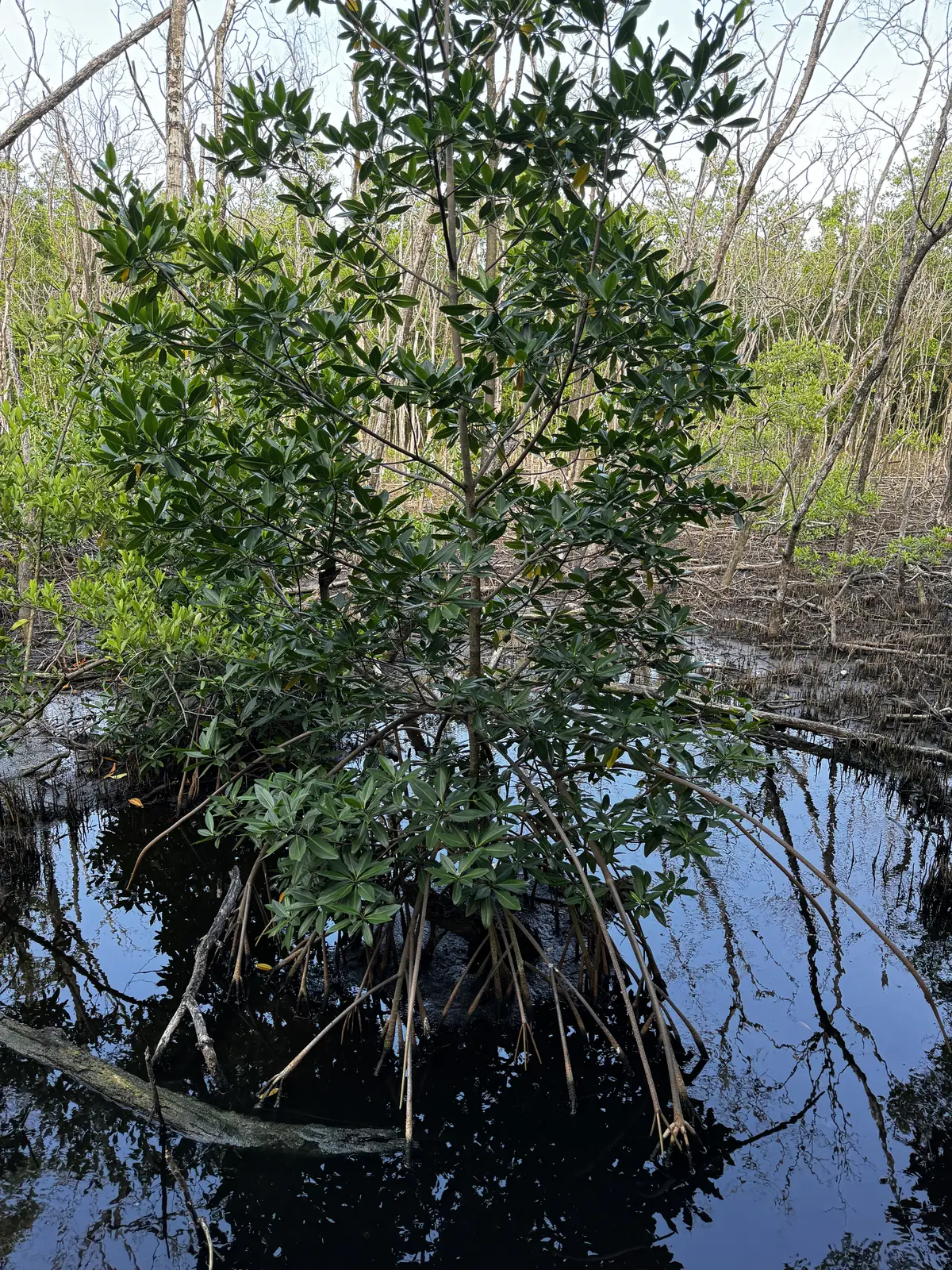 Manglar del Pacífico