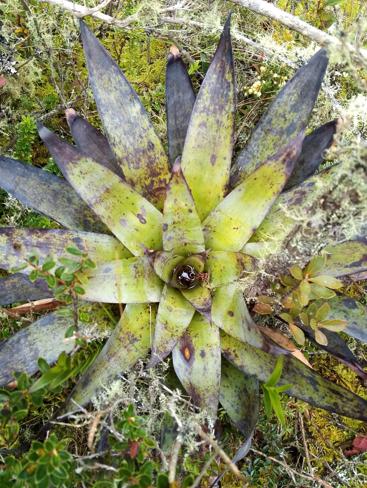 Bromelia