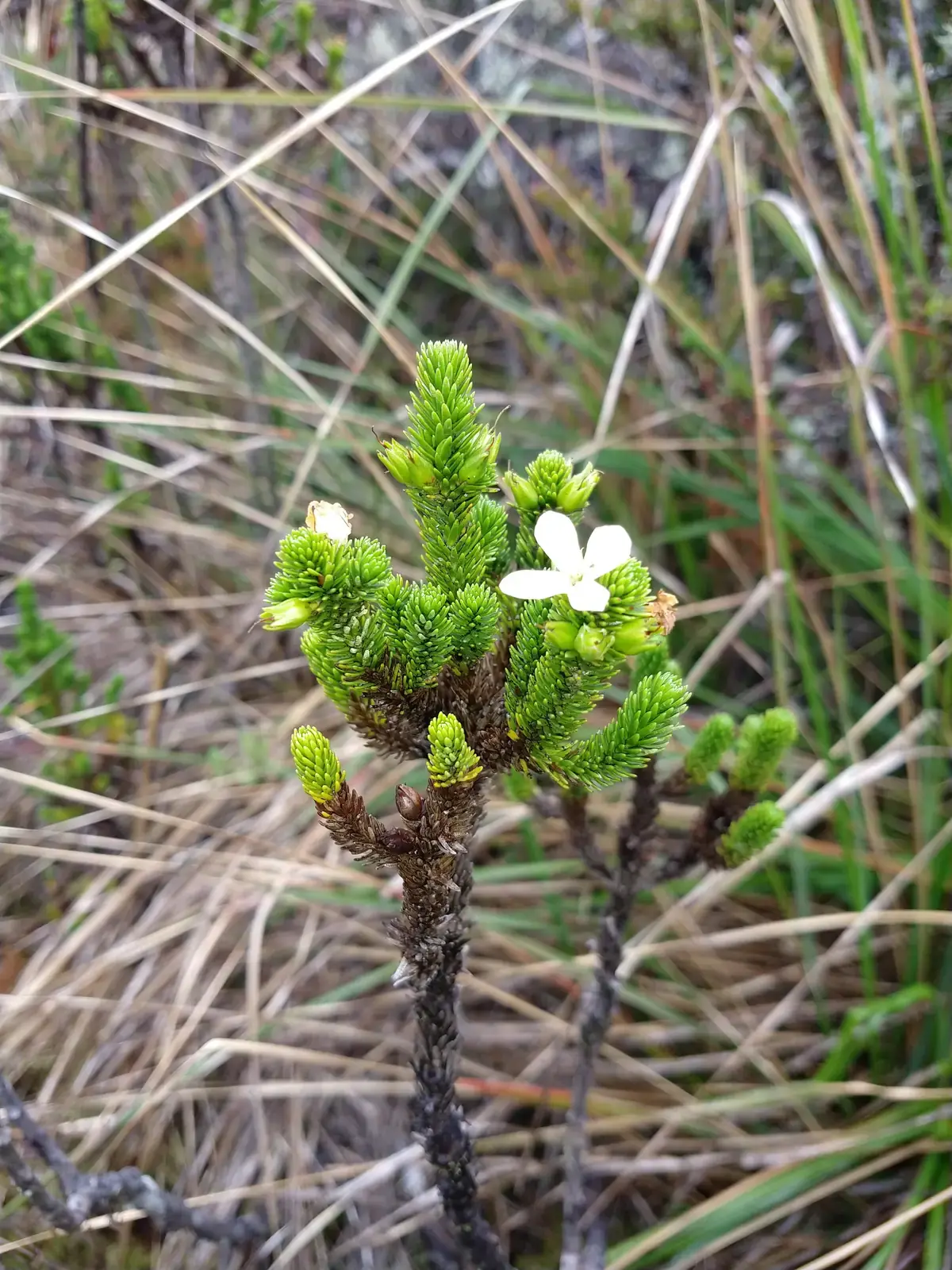 Flor blanca del páramo