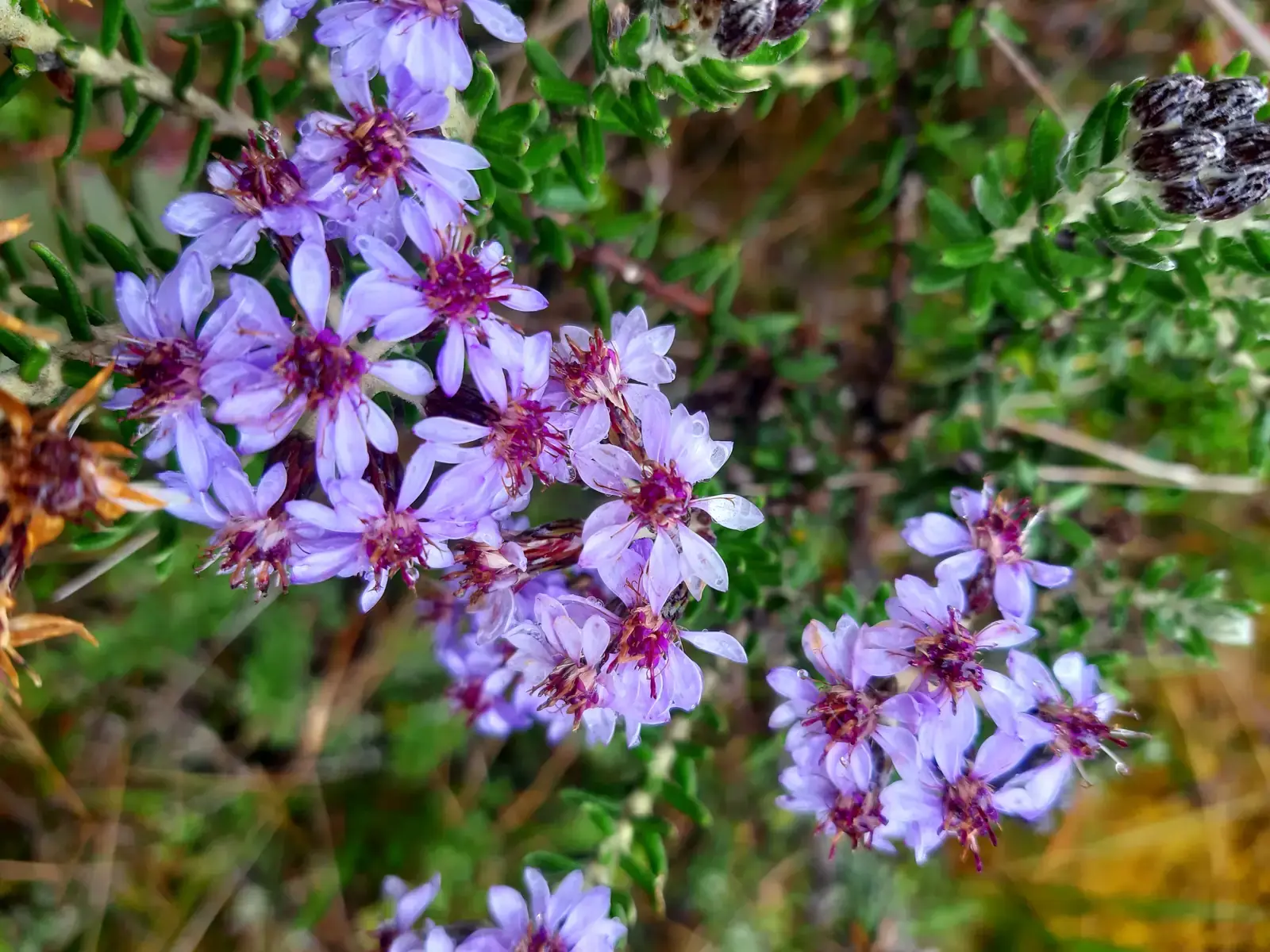Flores moradas del páramo