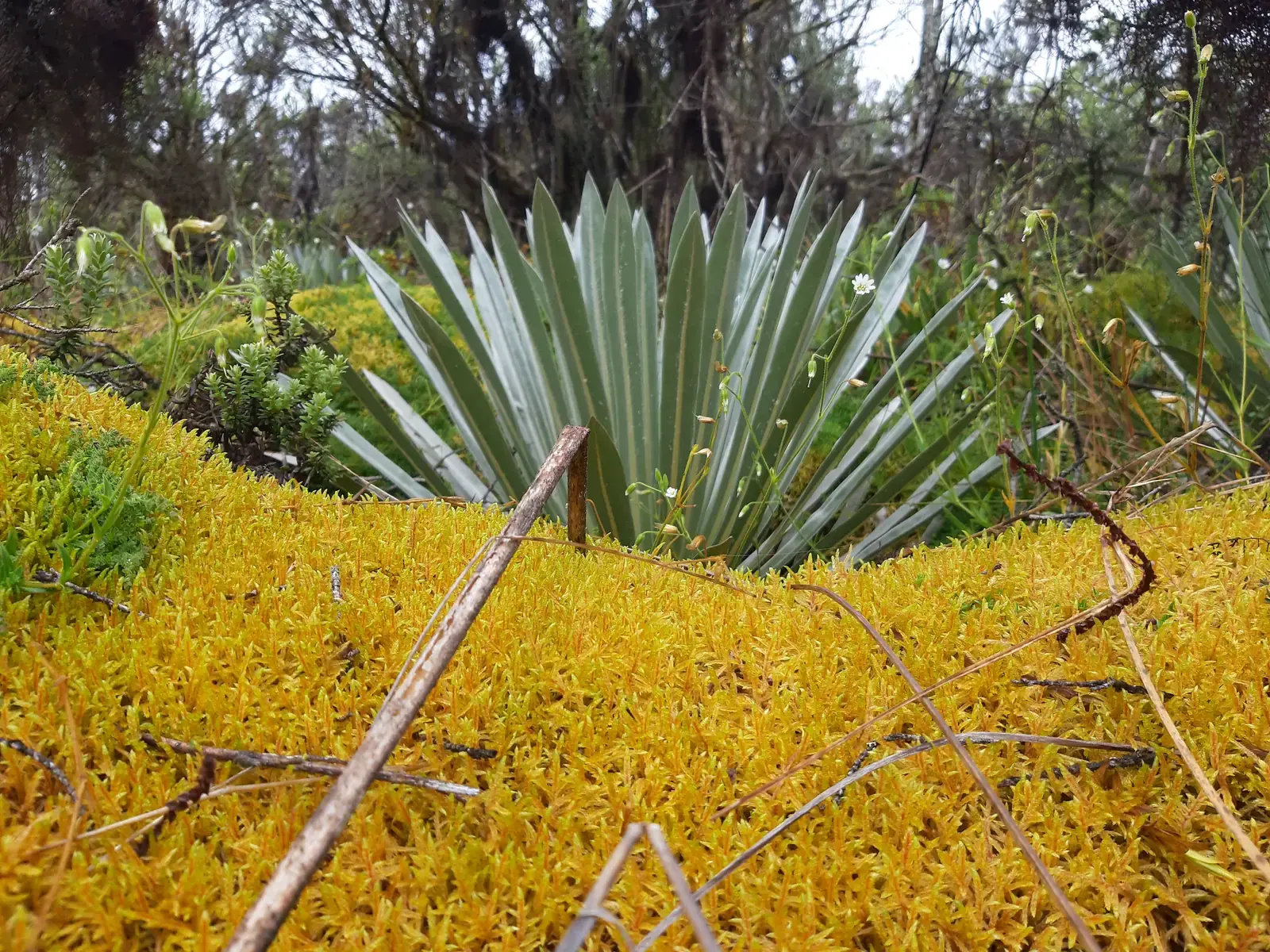 Frailejón sobre musgo