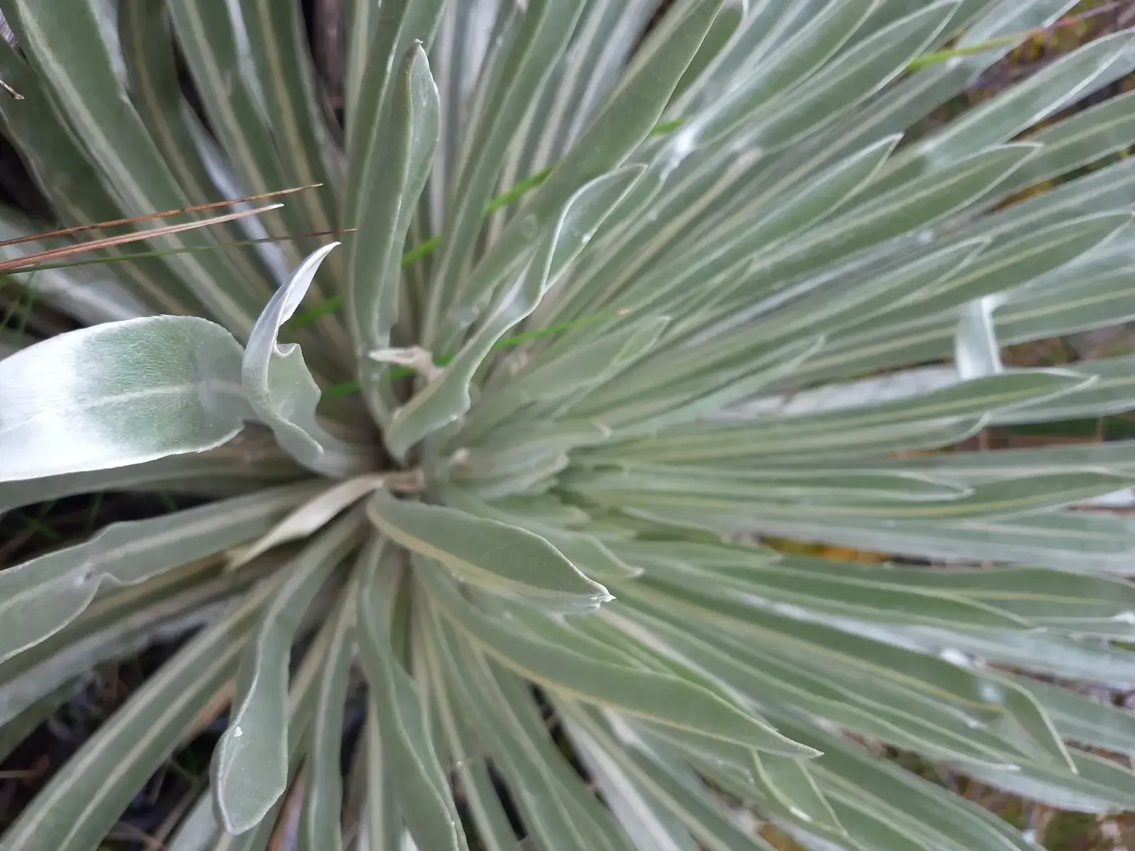 Frailejón plateado