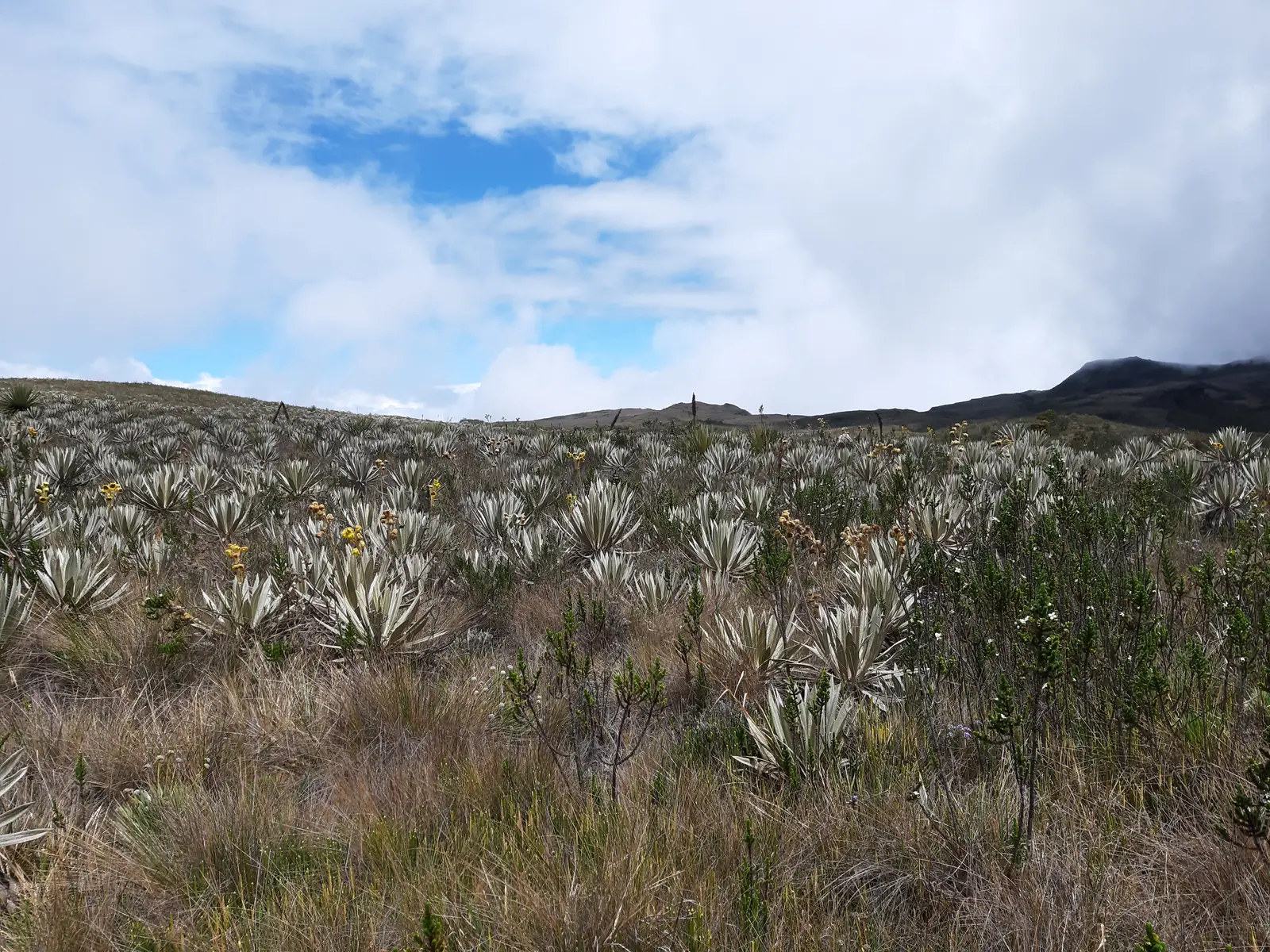 Frailejonal bajo el cielo