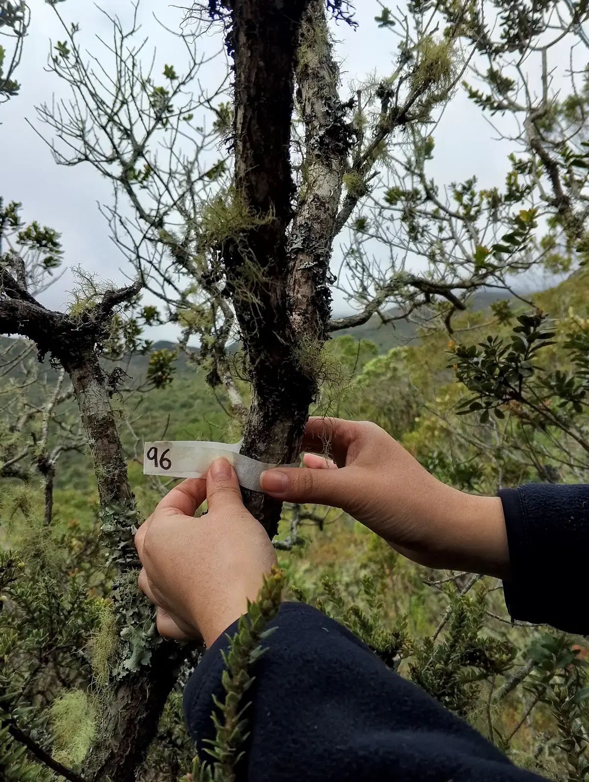 Etiqueta de monitoreo en un árbol