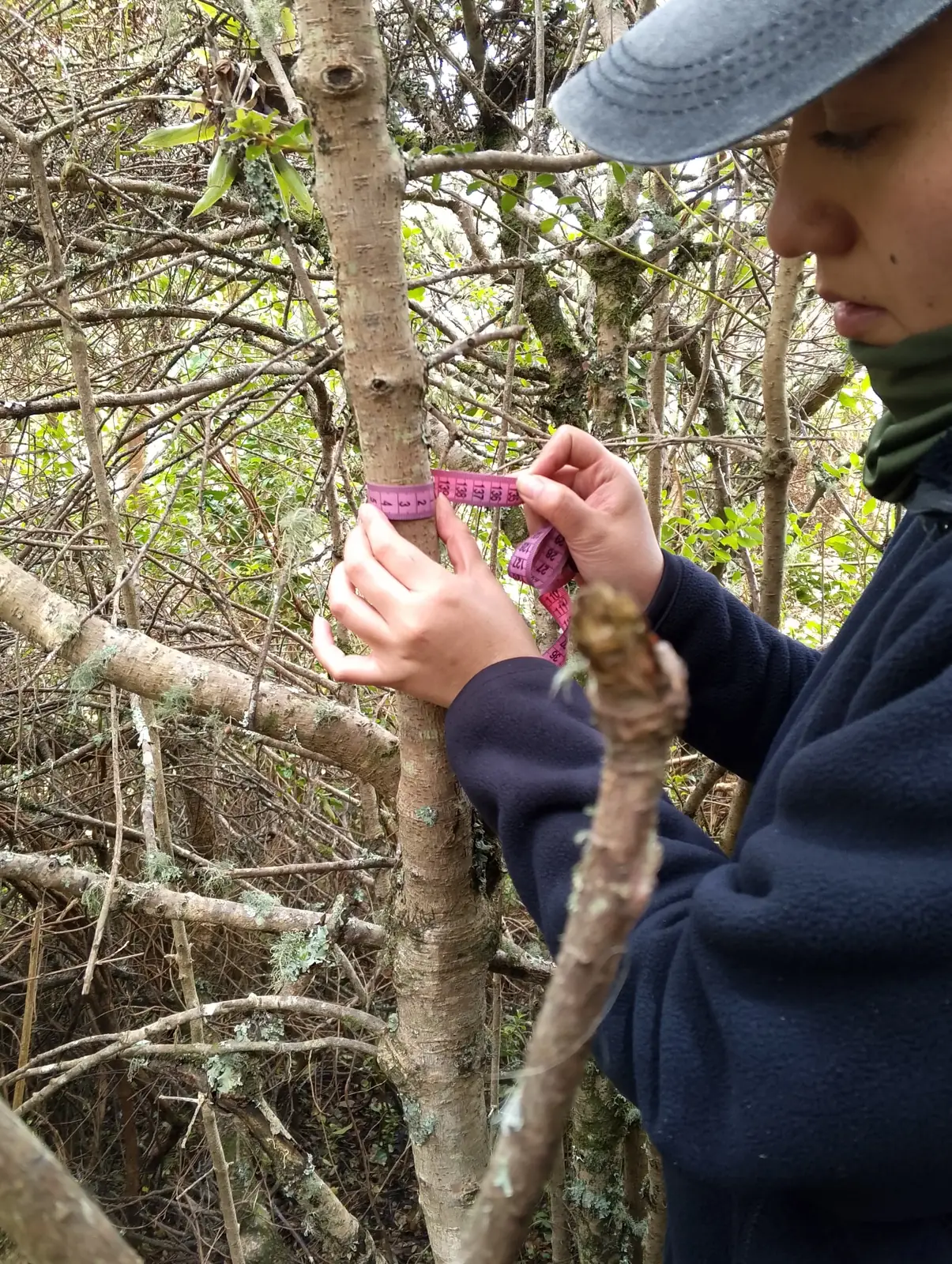 Marcaje de un árbol para su monitoreo