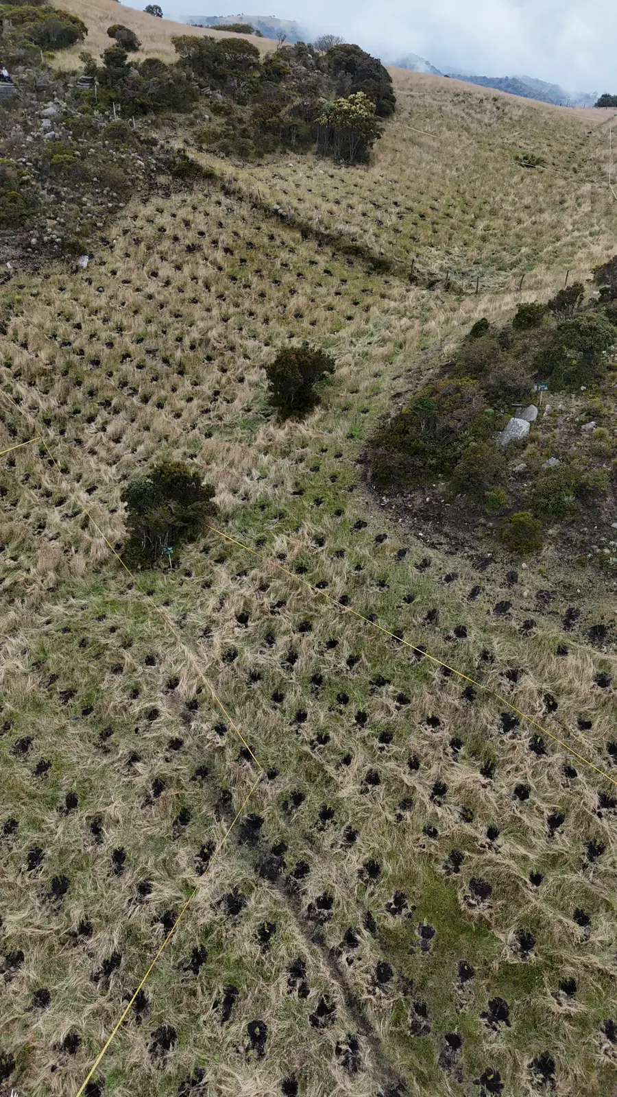 Plantación de restauración