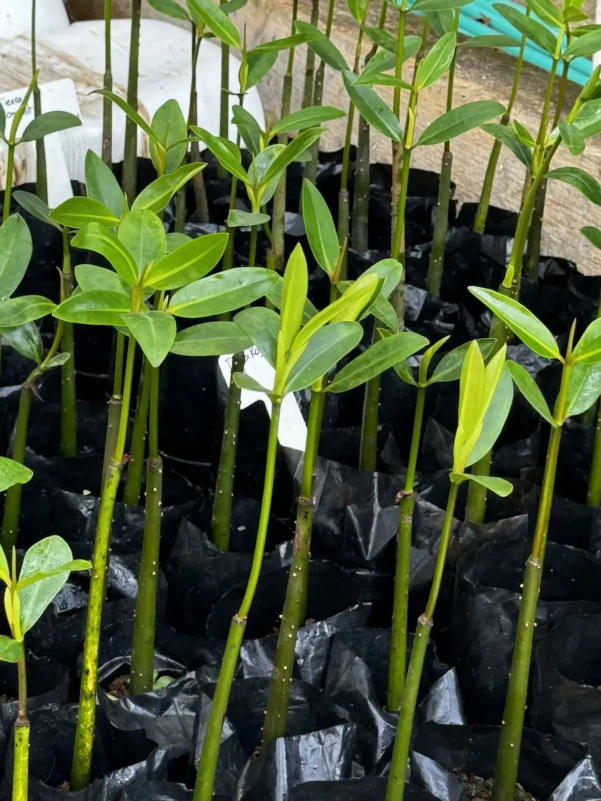 Plántulas de mangle en vivero