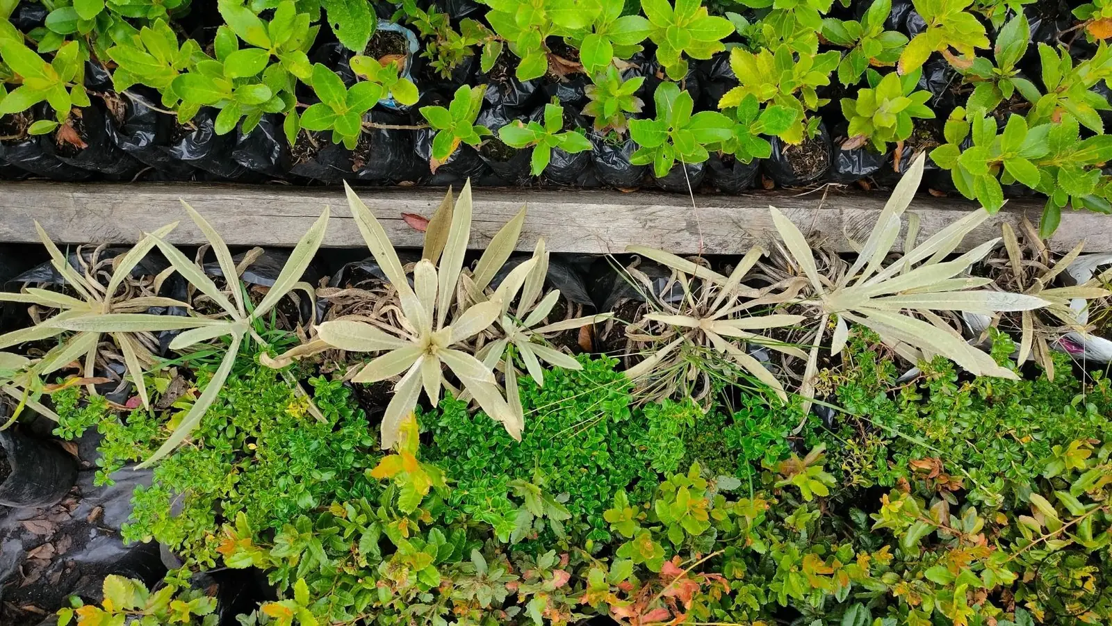 Vivero de frailejones