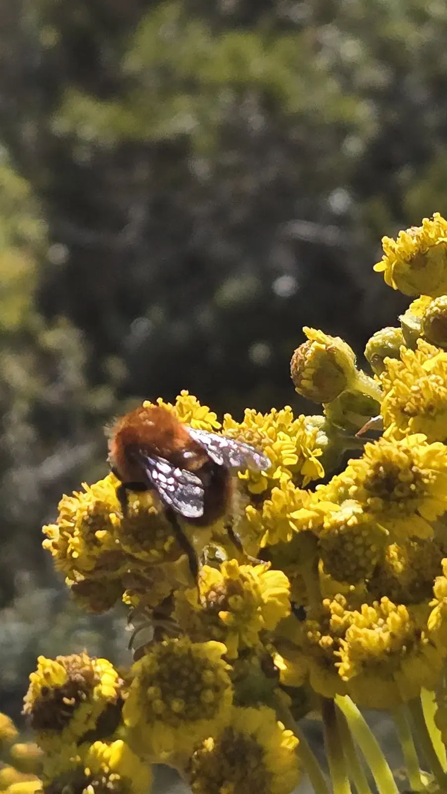 Abeja sobre una flor del páramo