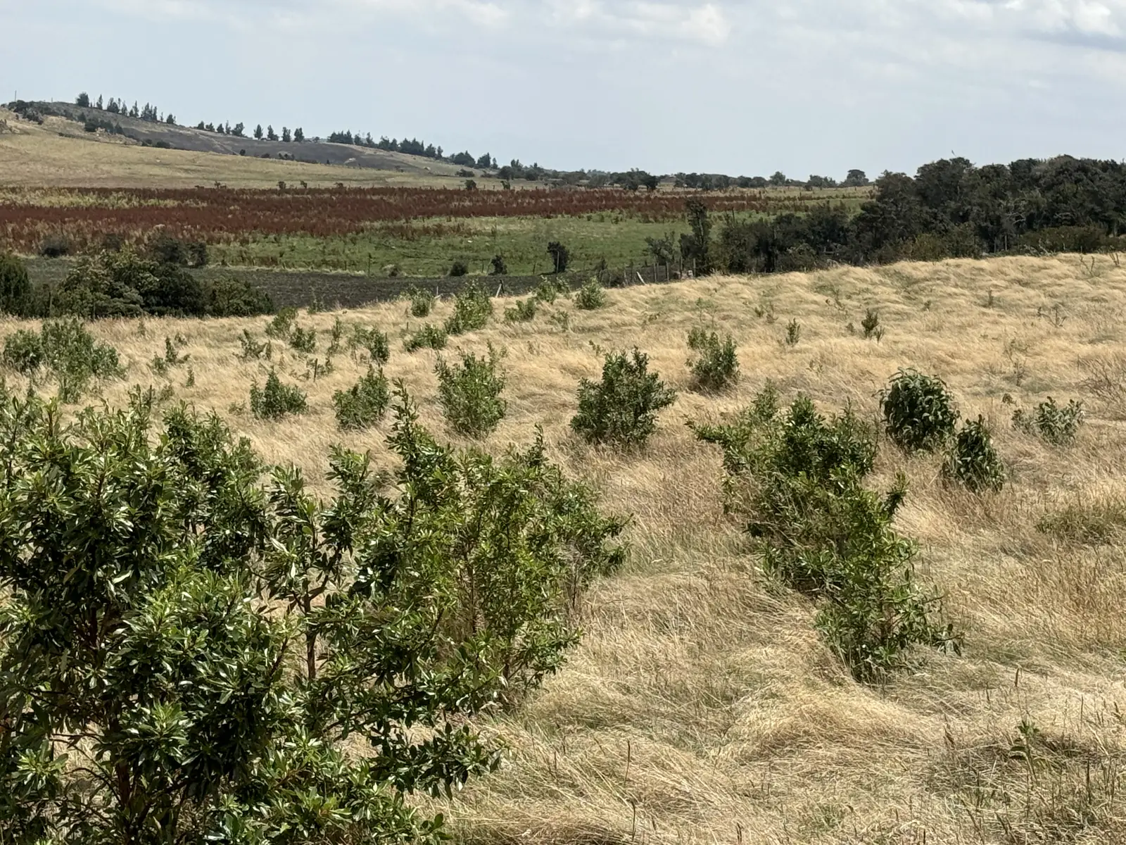 Bosque joven en un Área de Vida