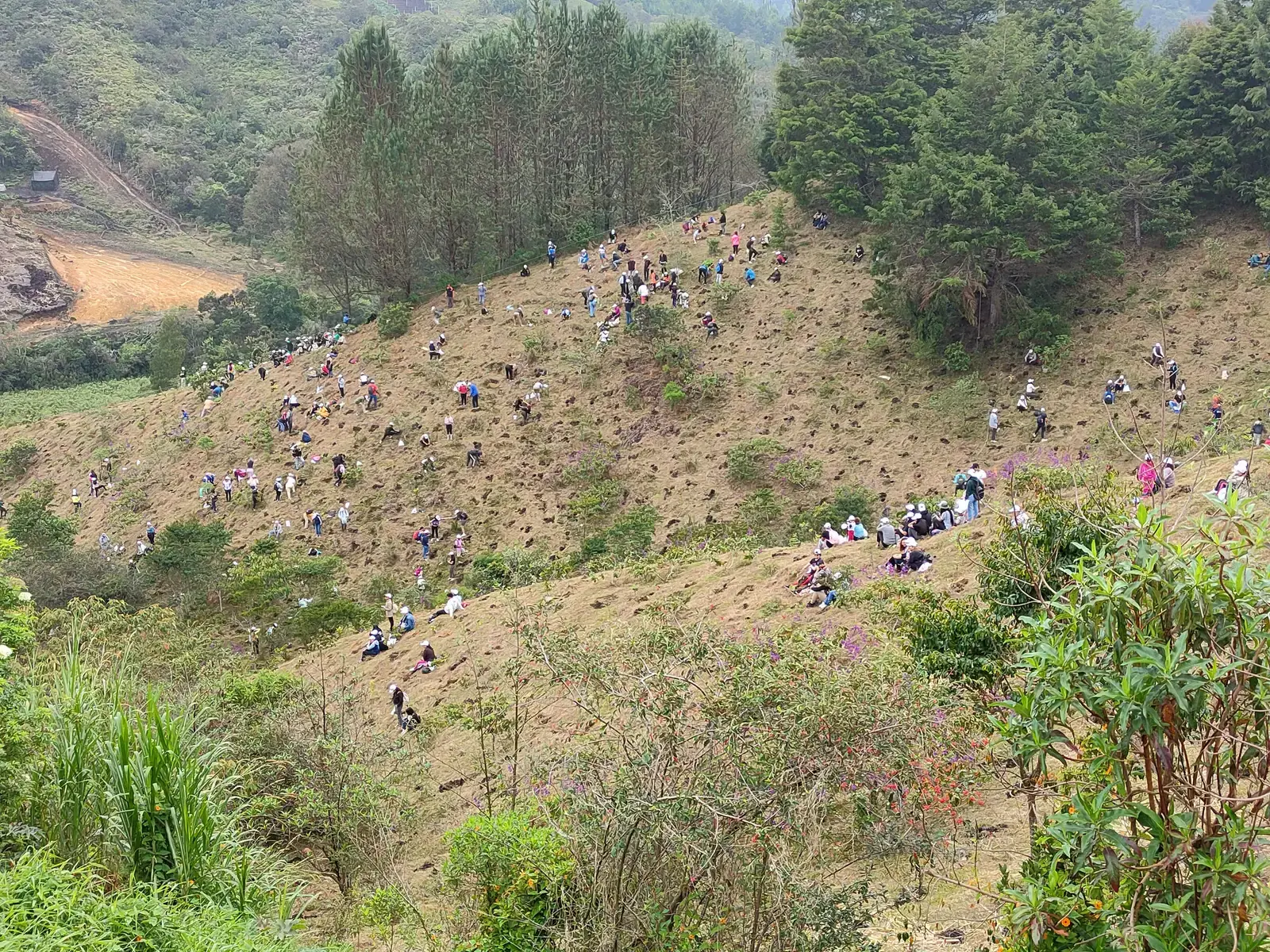 Siembra masiva de un bosque empresarial en ladera