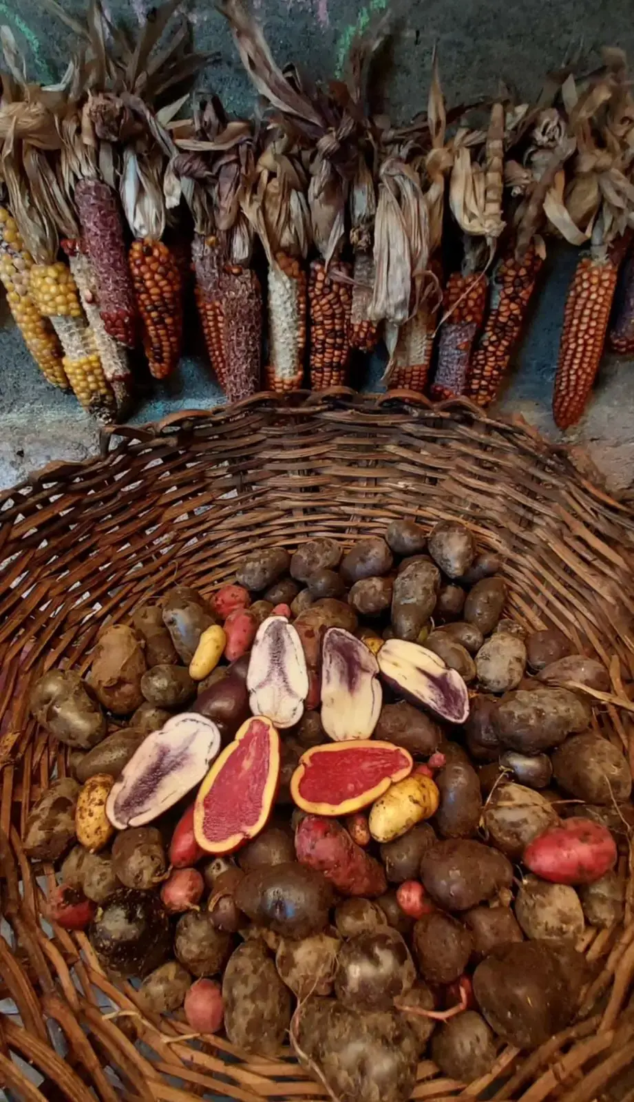 Mazorcas de cacao en un canasto