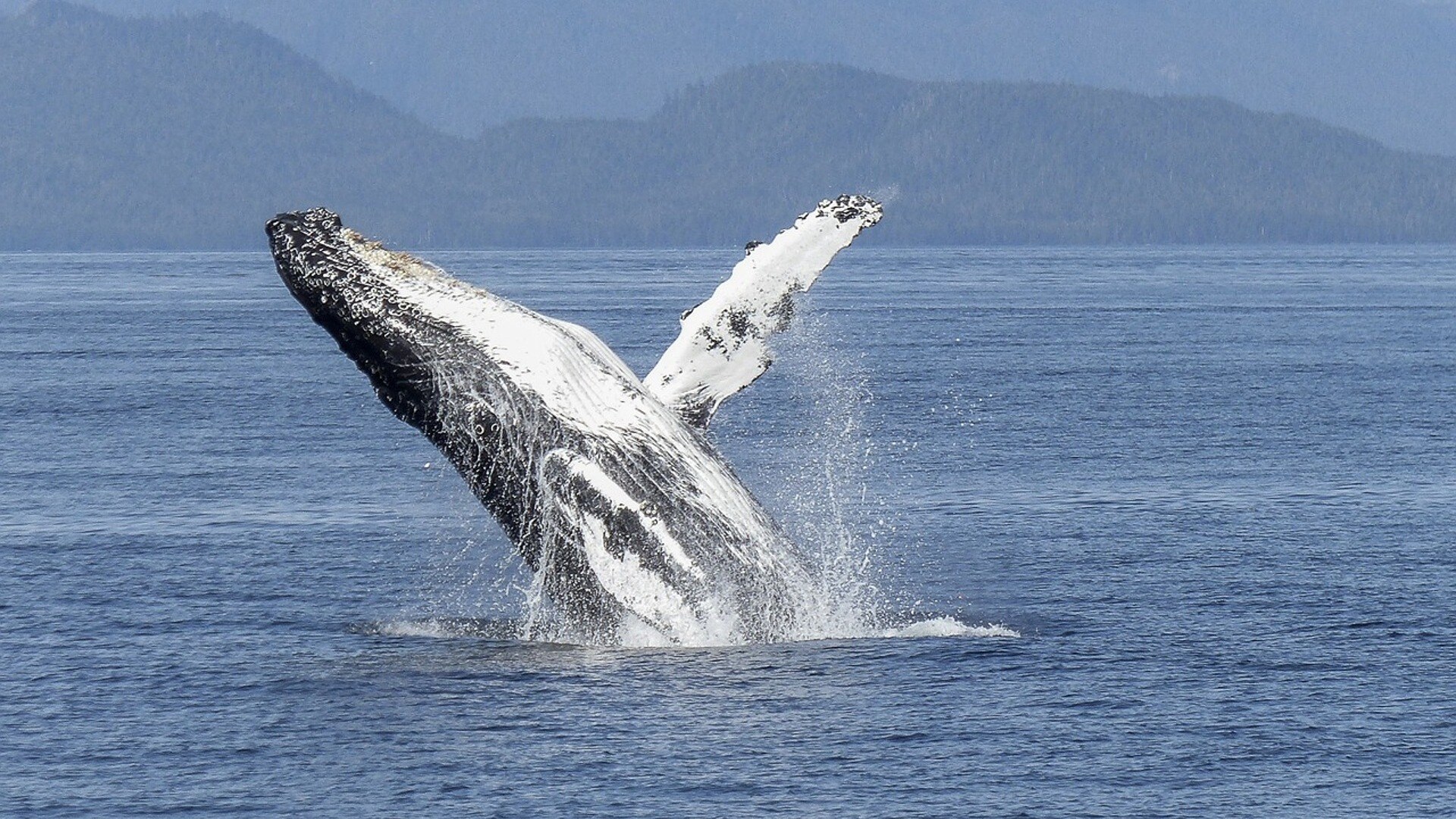 humpback-whale-436115_1280-1